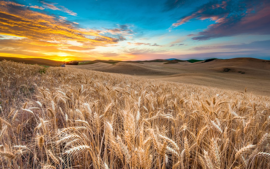 Wheat fields stretch as far as the eye can see under a sunset.